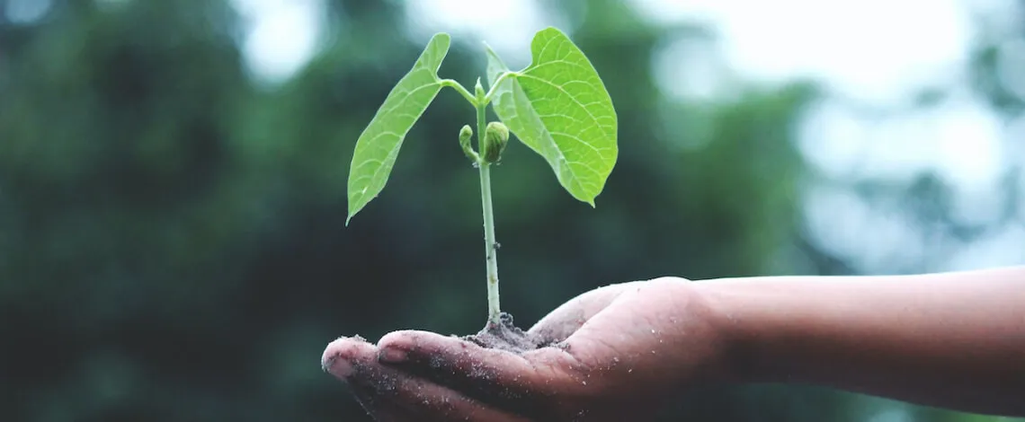 Plant construction